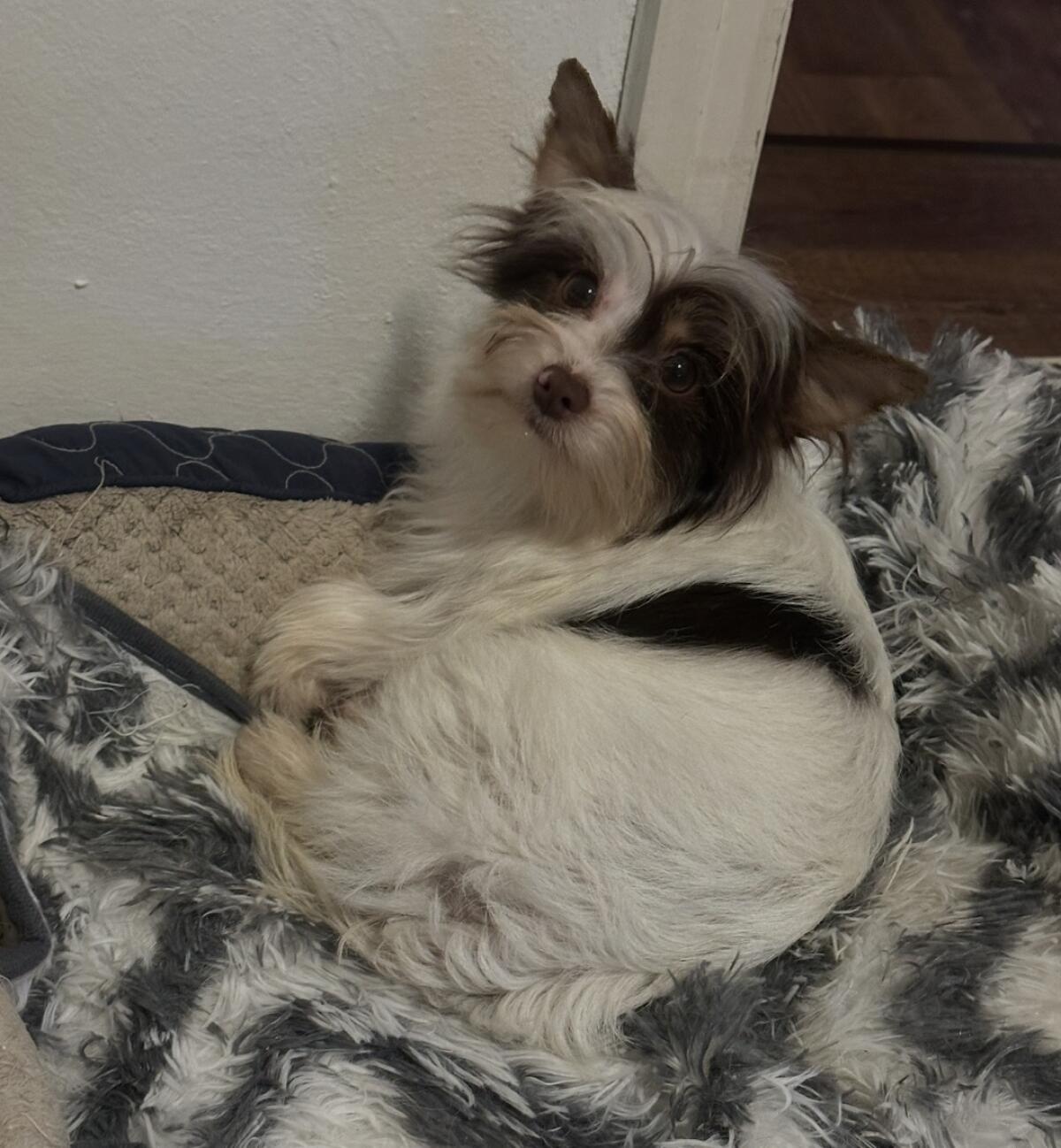 Biewer Terrier Milow sucht seinen Lebensmenschen 2