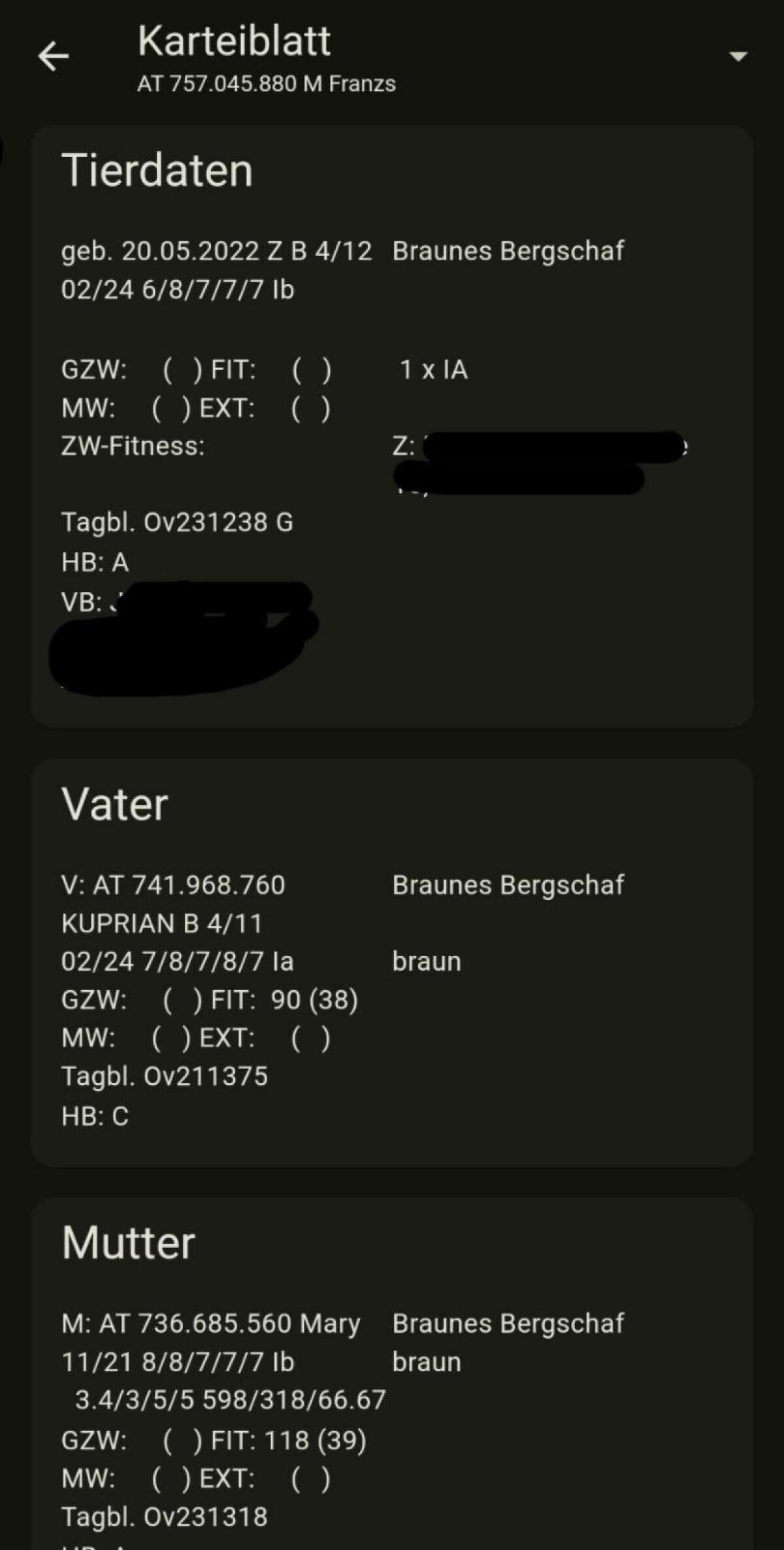 Braunes Bergschaf Widder 3