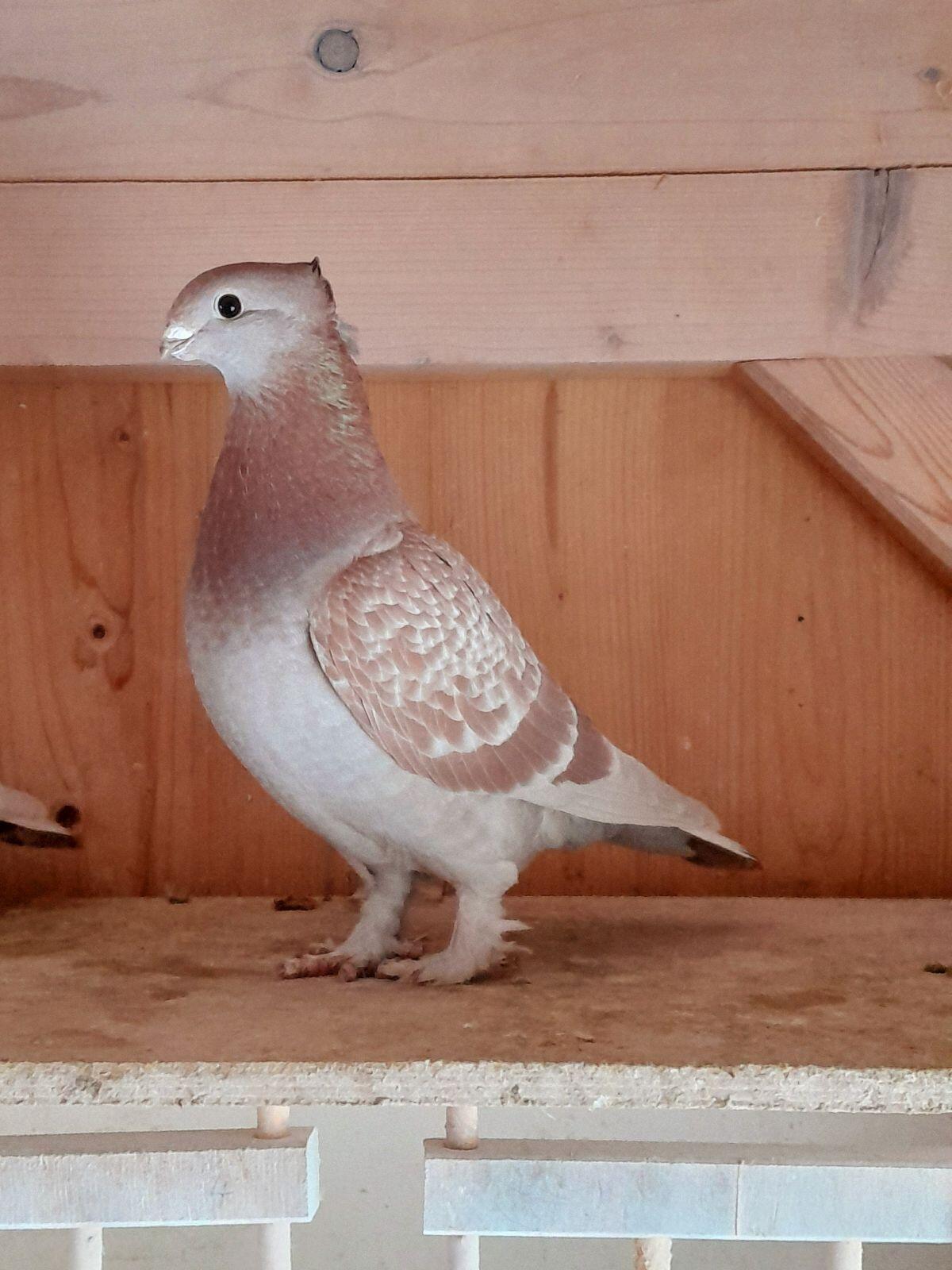 1,1 Luzerner Tauben rotfahl-gehämmert 2