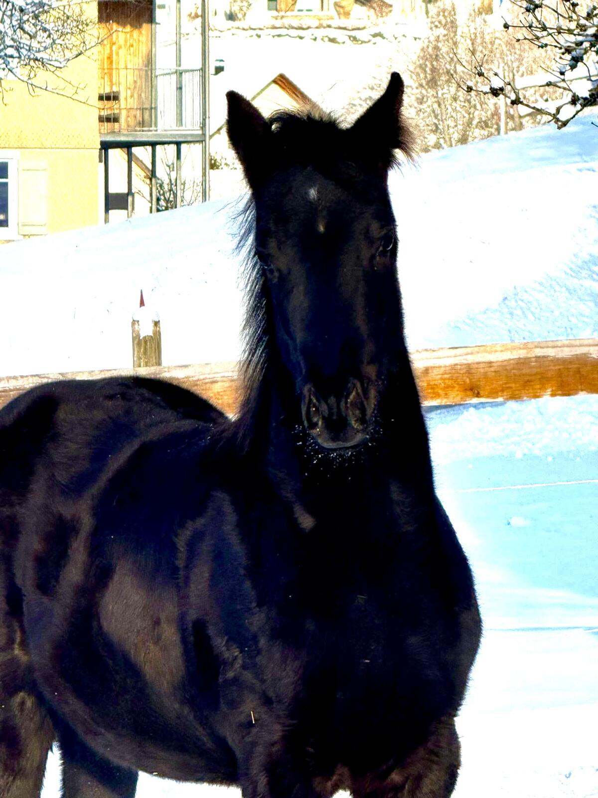 3 tolle Pferde wegen Bestandsverkleinerung, Quarter 3