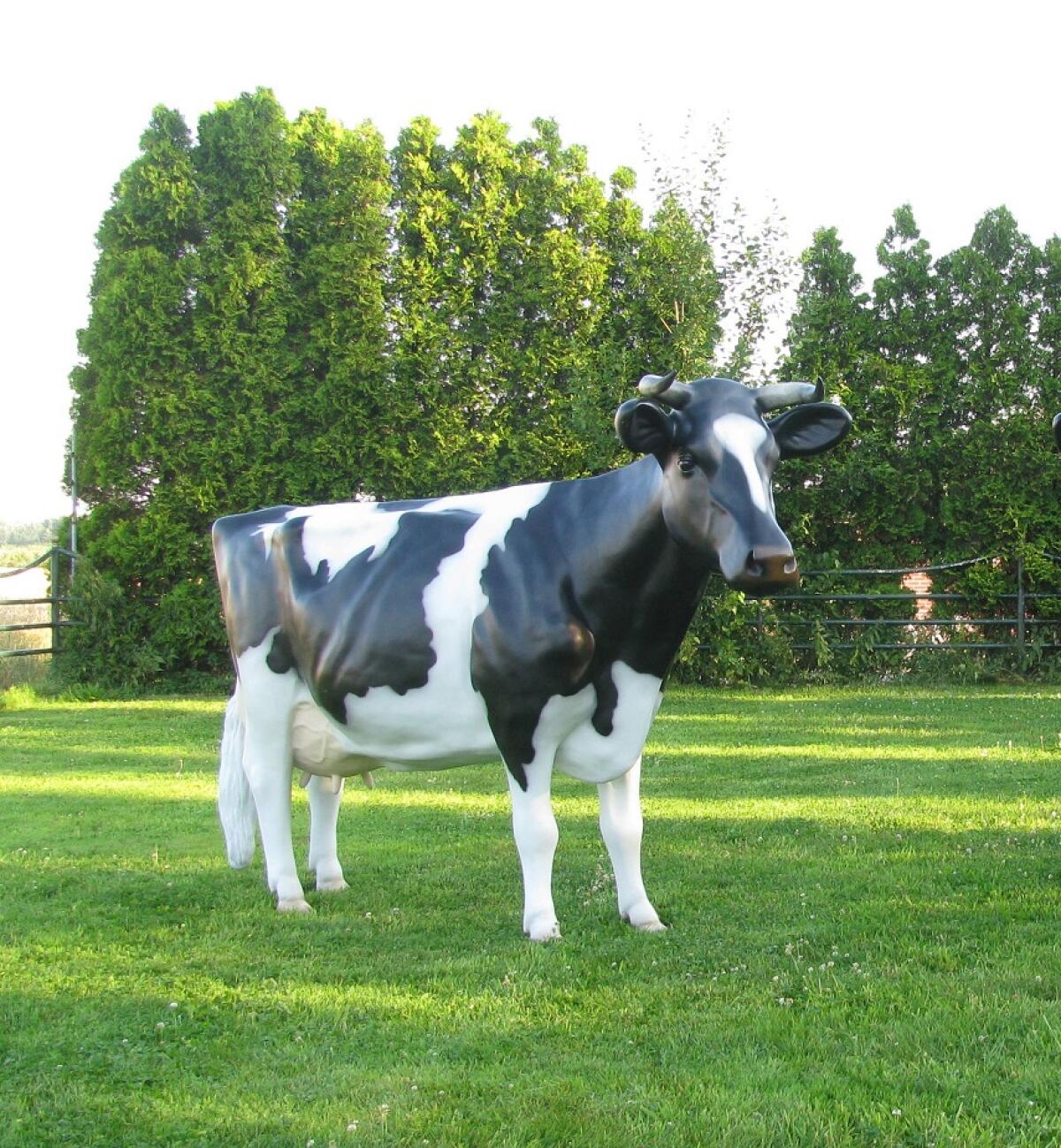 Holstein Friesian 3D Kuh lebensgroß zum Aufsitzen bis 100 kg 3
