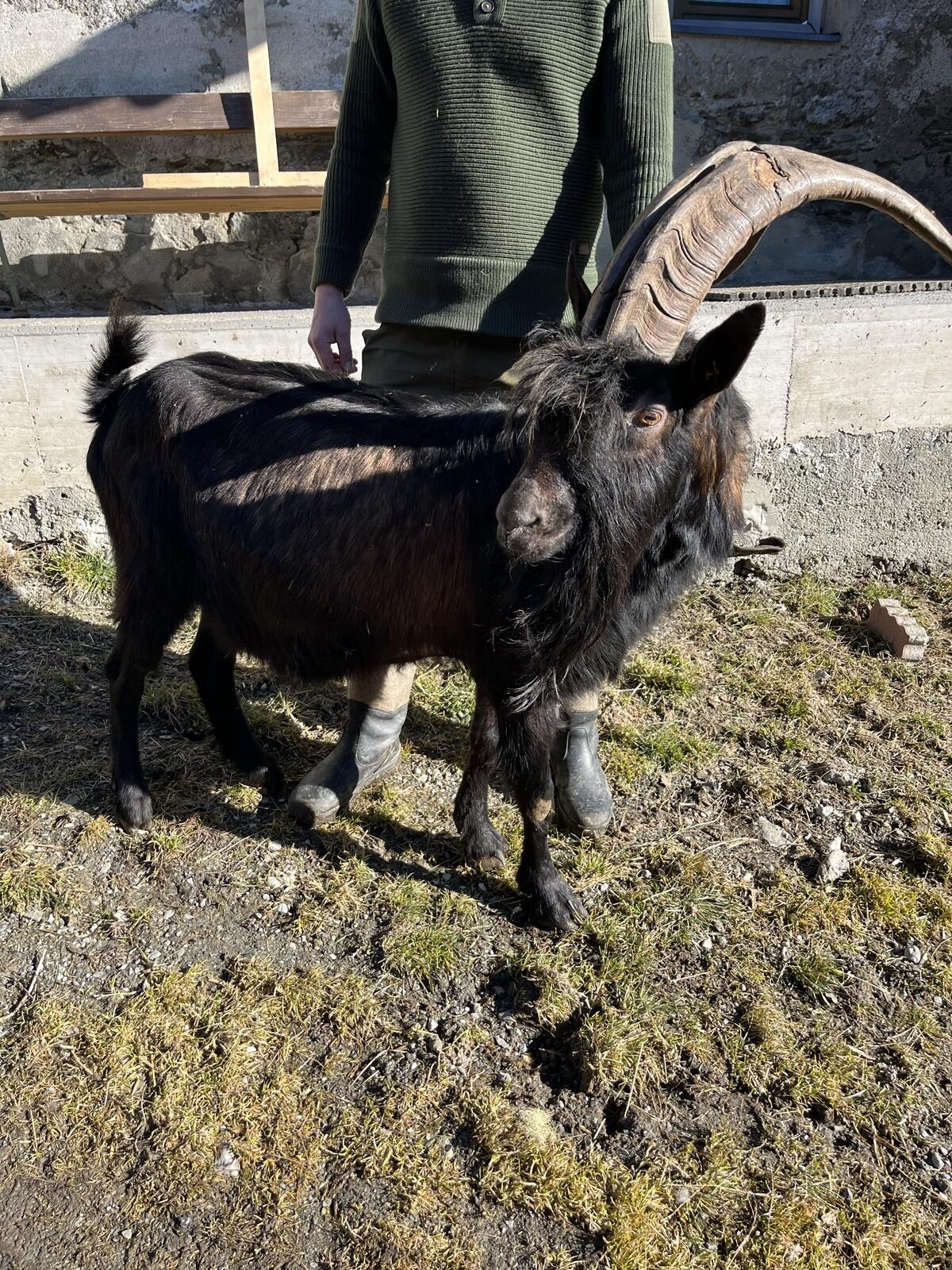 Pinzgauer Ziegenbock 2