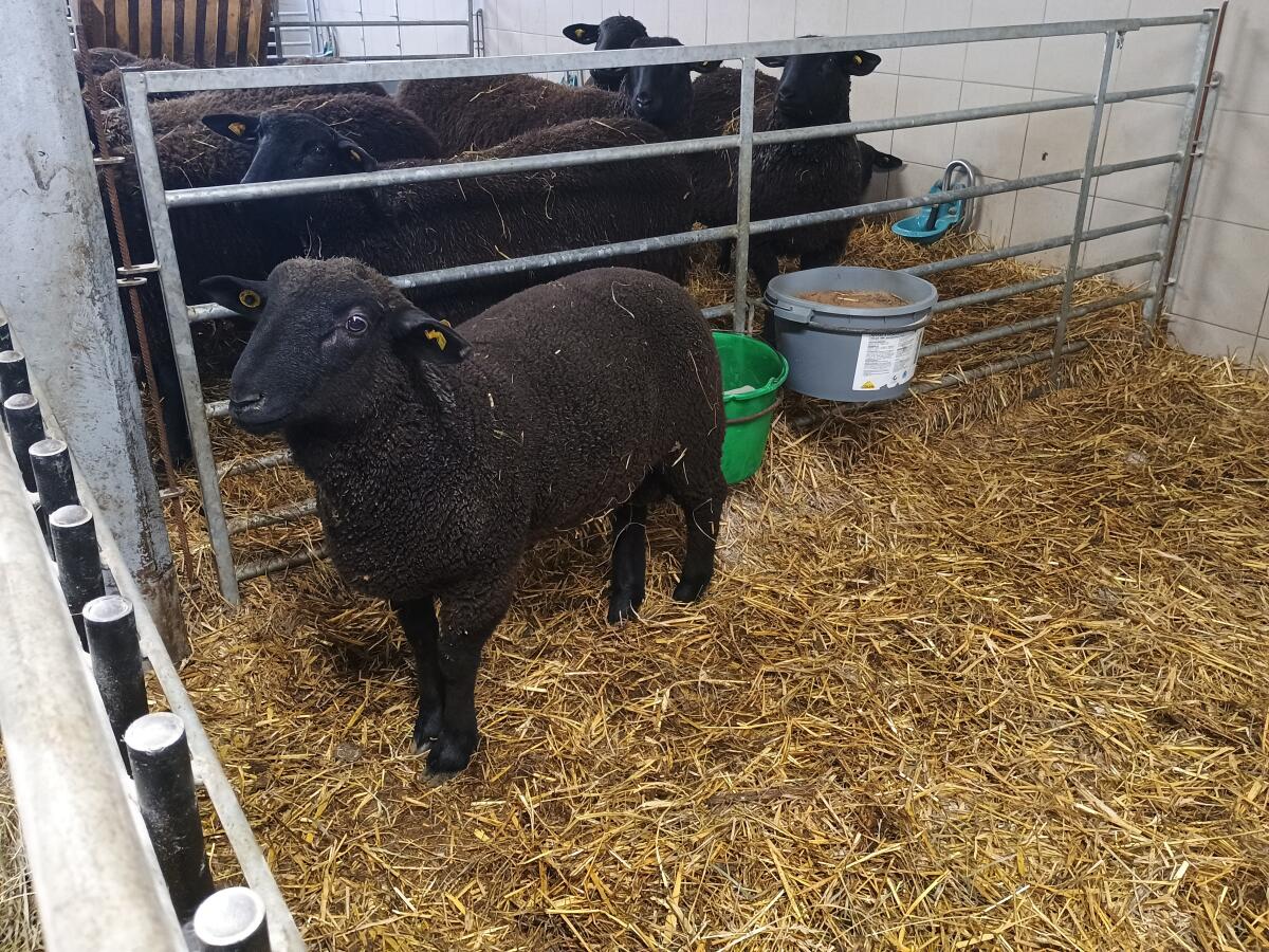 Bio Jura Lamm männlich 3