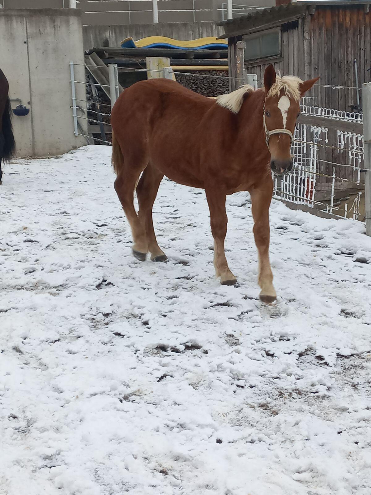 Noriker Jungstuten 2