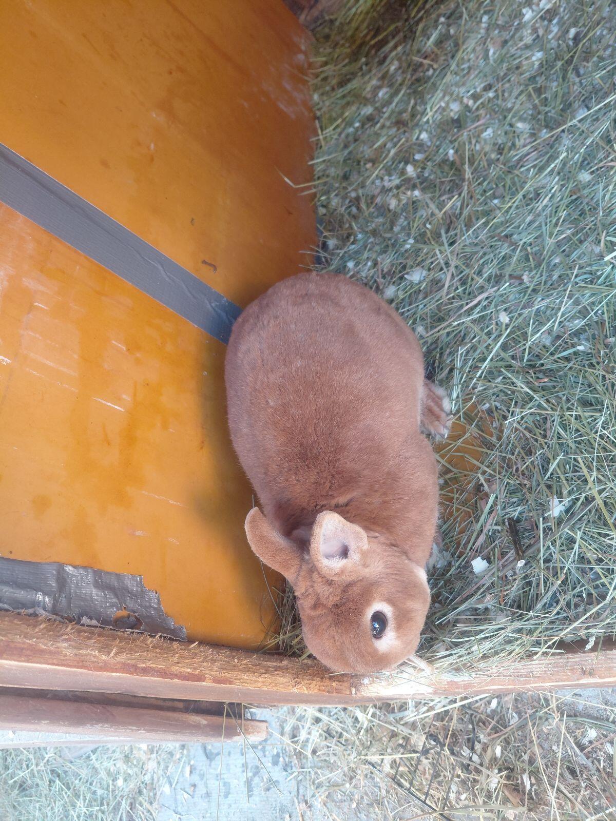 Tätowierte Rammler freuen sich auf Häsinnen 2