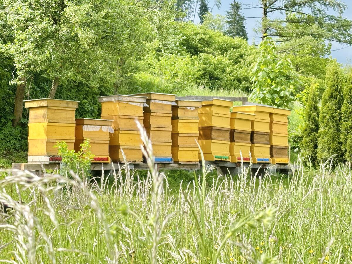 Steirischer Waldhonig 3