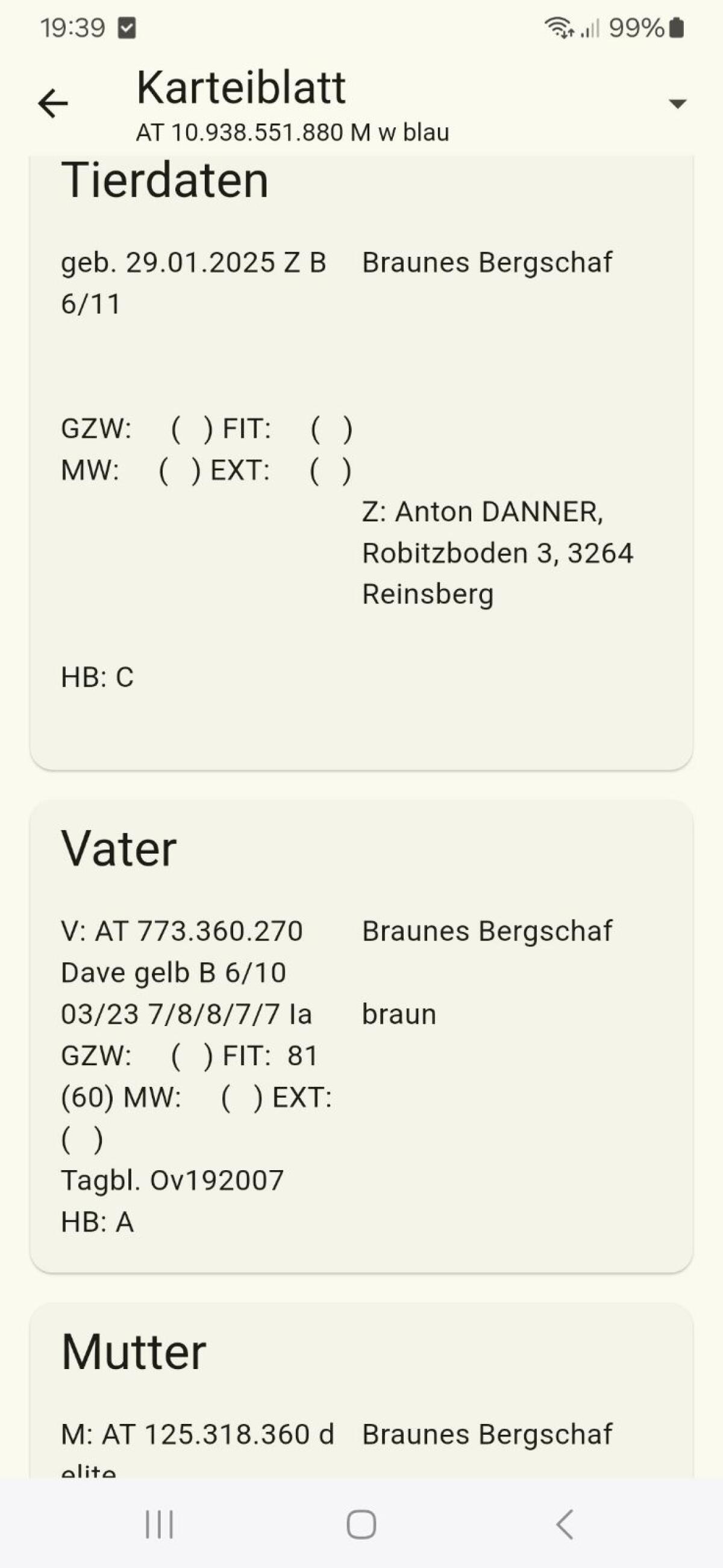 Brauner Bergschafbock 3