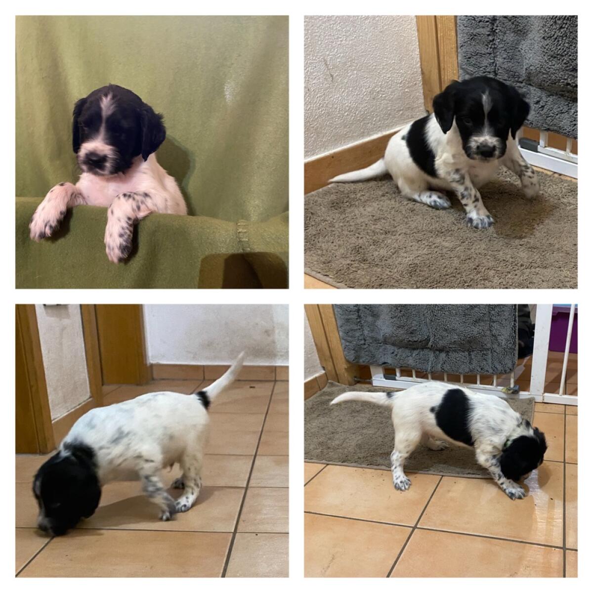 Große Münsterländer 2