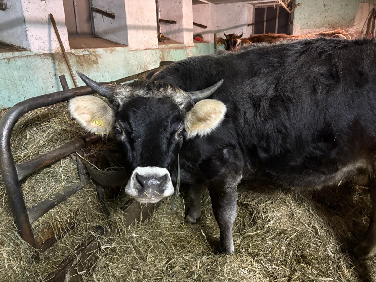 Tiroler Grauviehkalbin 3