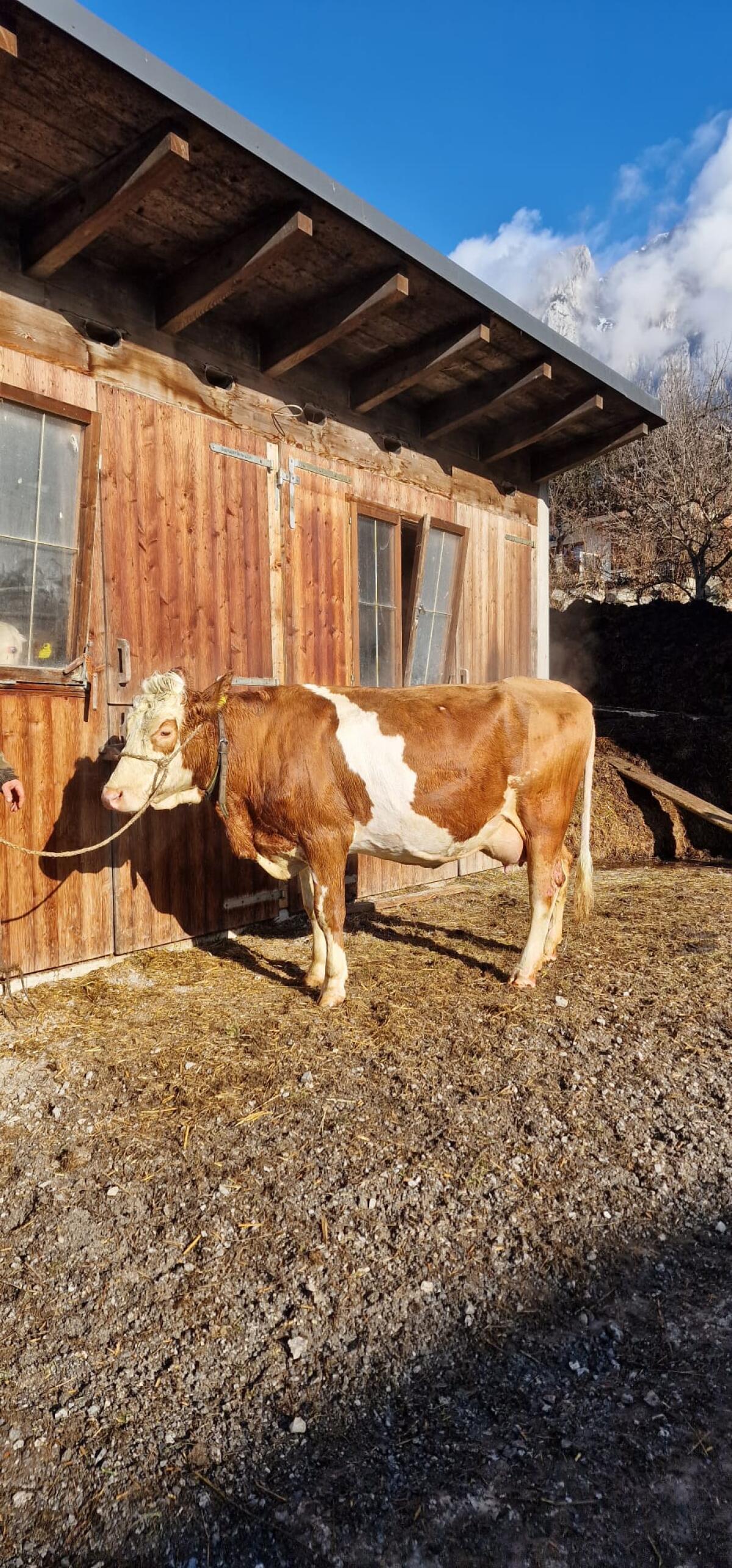 Bio Erstlingskuh und Bio Kuh zu verkaufen 2