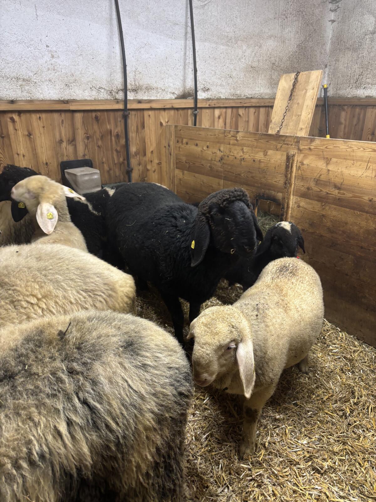 Schwarze Schnalser Kilber 2