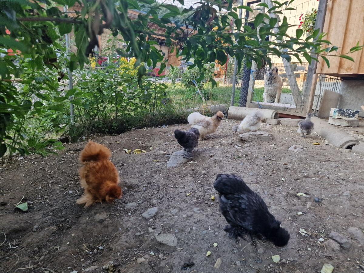 Bruteier Seidenhühner 2