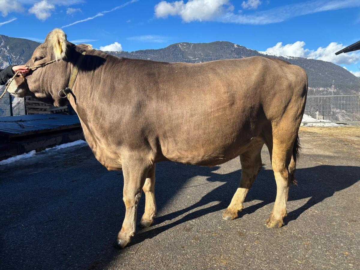 Original Braunvieh 2