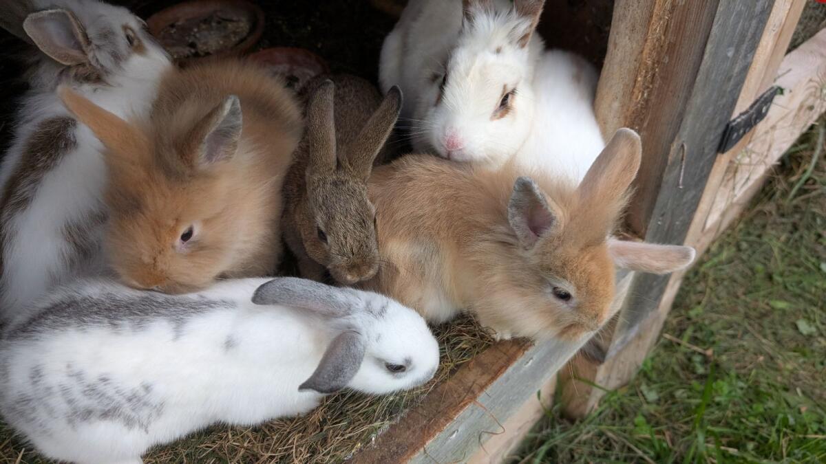 Löwenkopf Zwergkaninchen laufend zu verkaufen 3