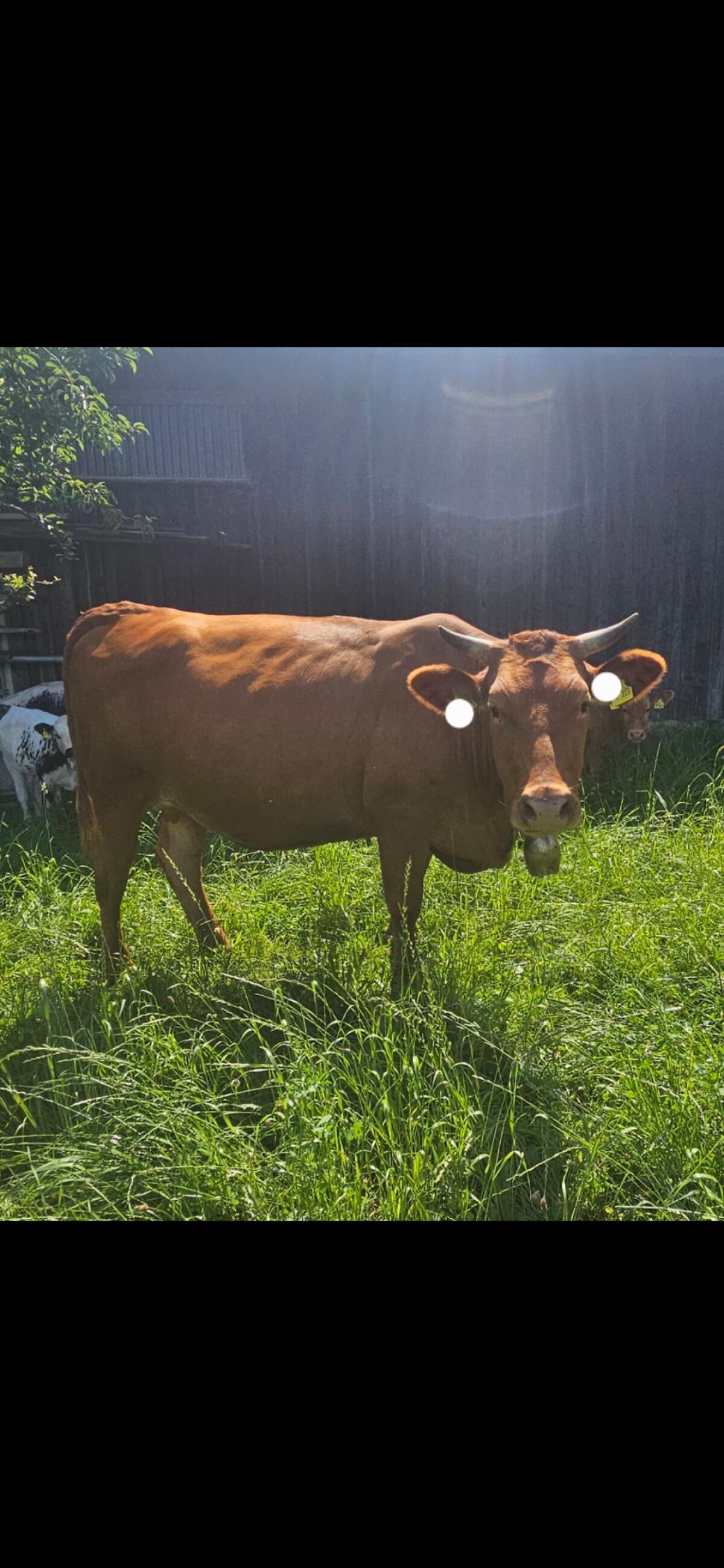 Red Wagyu Kuh mit Kalb 2