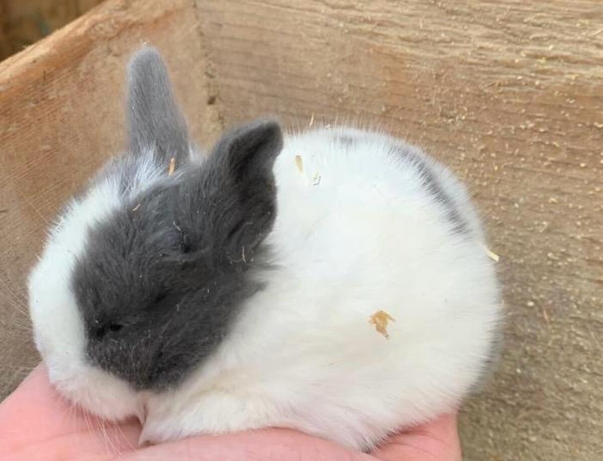 Zwergkaninchen 2