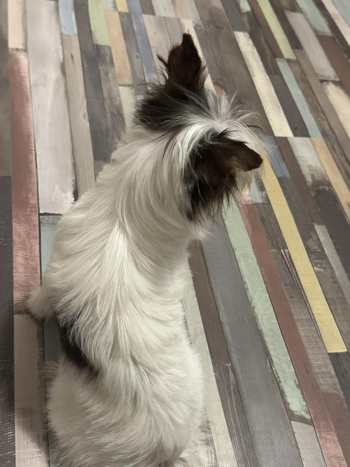 Biewer Terrier Milow sucht seinen Lebensmenschen 3