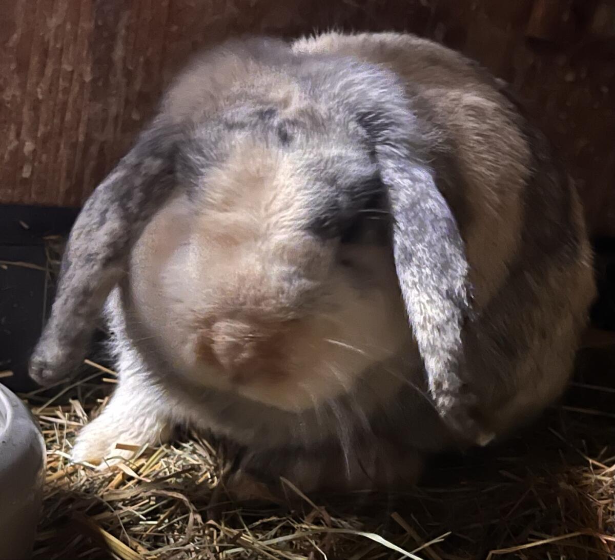 Zwergwidder-Rammler 2