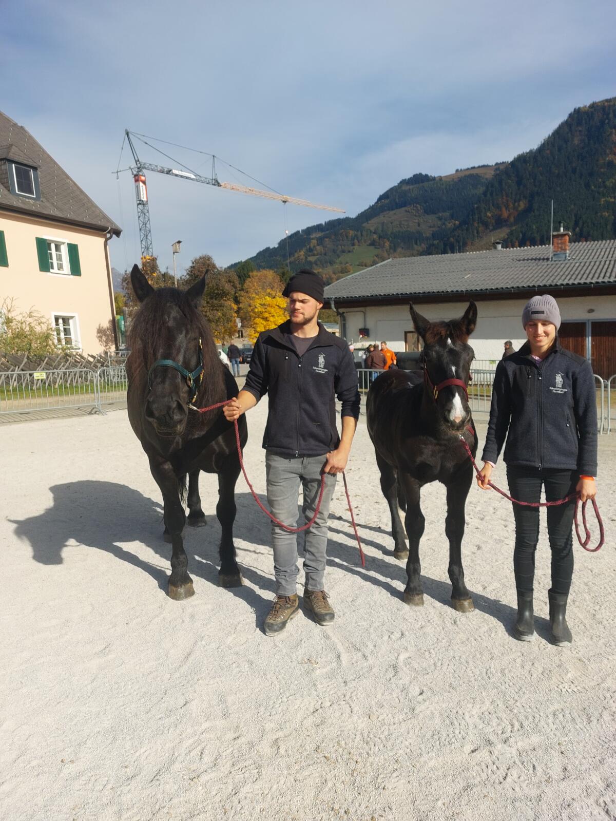 Liebevolles Noriker-Rappstutenfohlen - Daisy 3