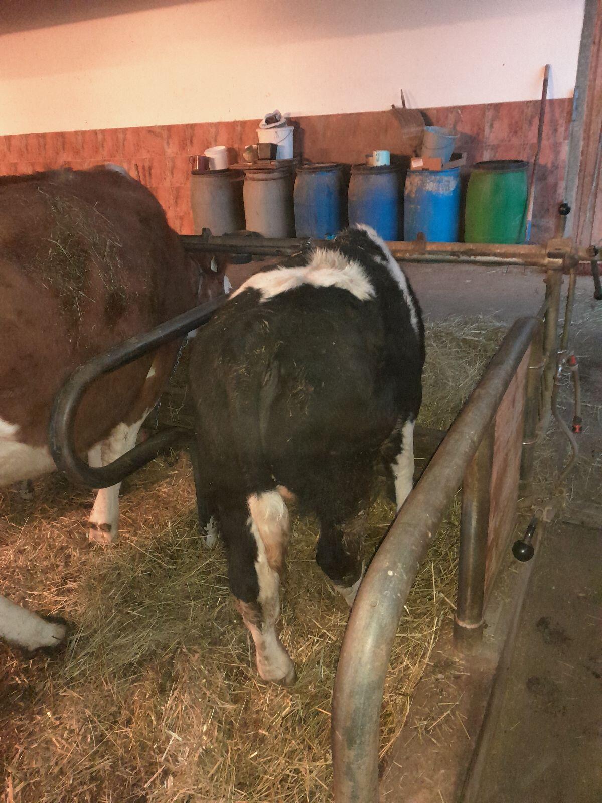 2 Bio-Mutterkuh-Einsteller männlich 2