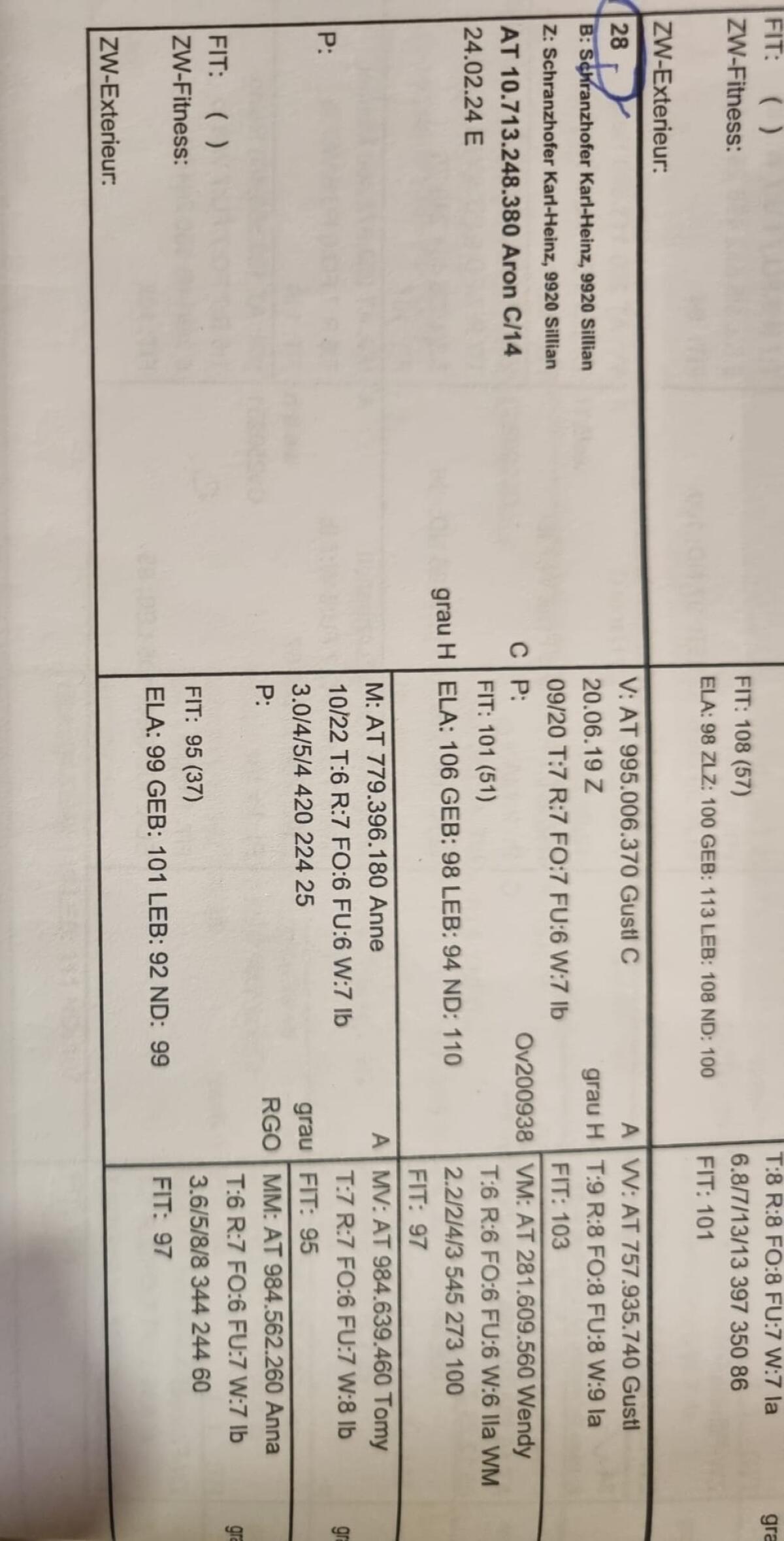 Verkaufe schönen Widder 3
