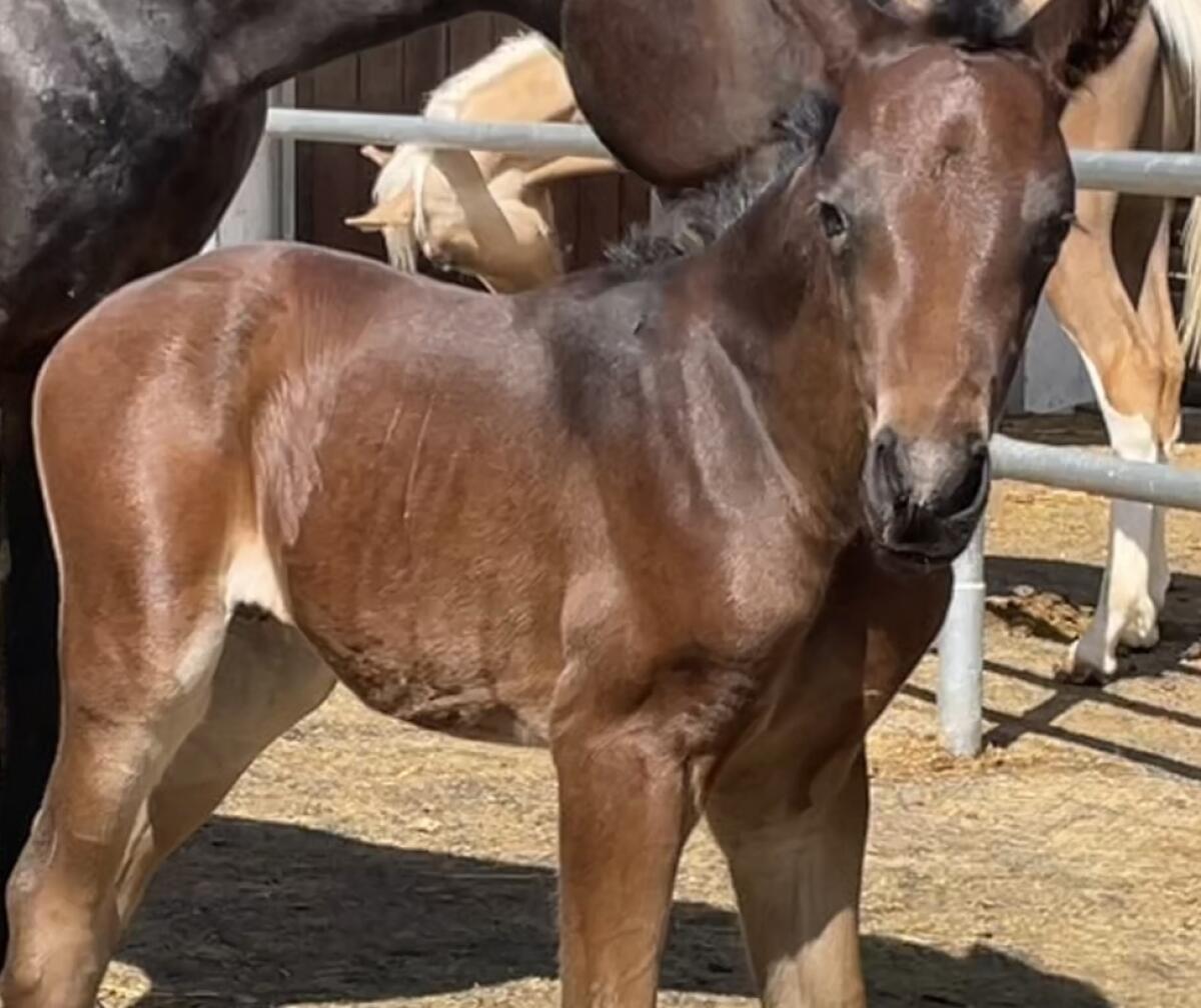 Chicer Iberer-Reitpony-Cross, Wallach, 2-jährig 2