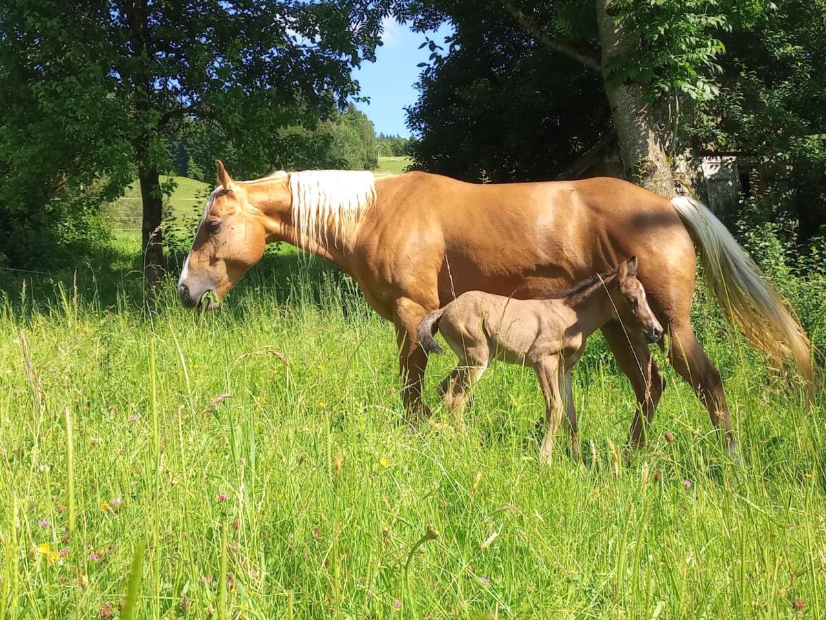 3 tolle Pferde wegen Bestandsverkleinerung, Quarter 2