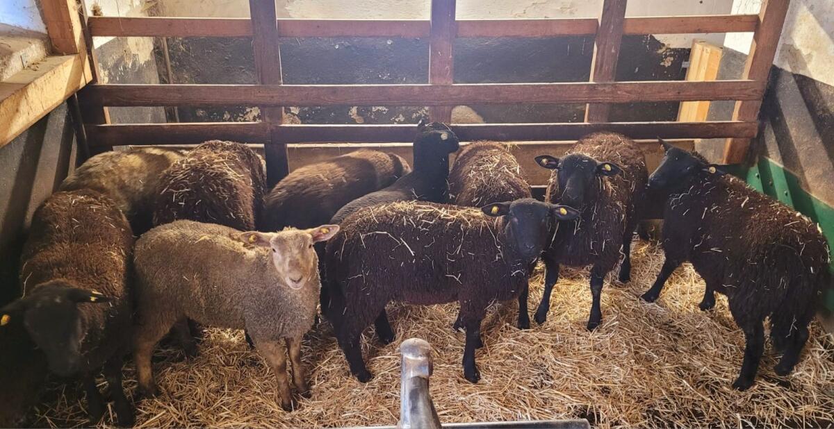 Jura/Berrichon Widder 2