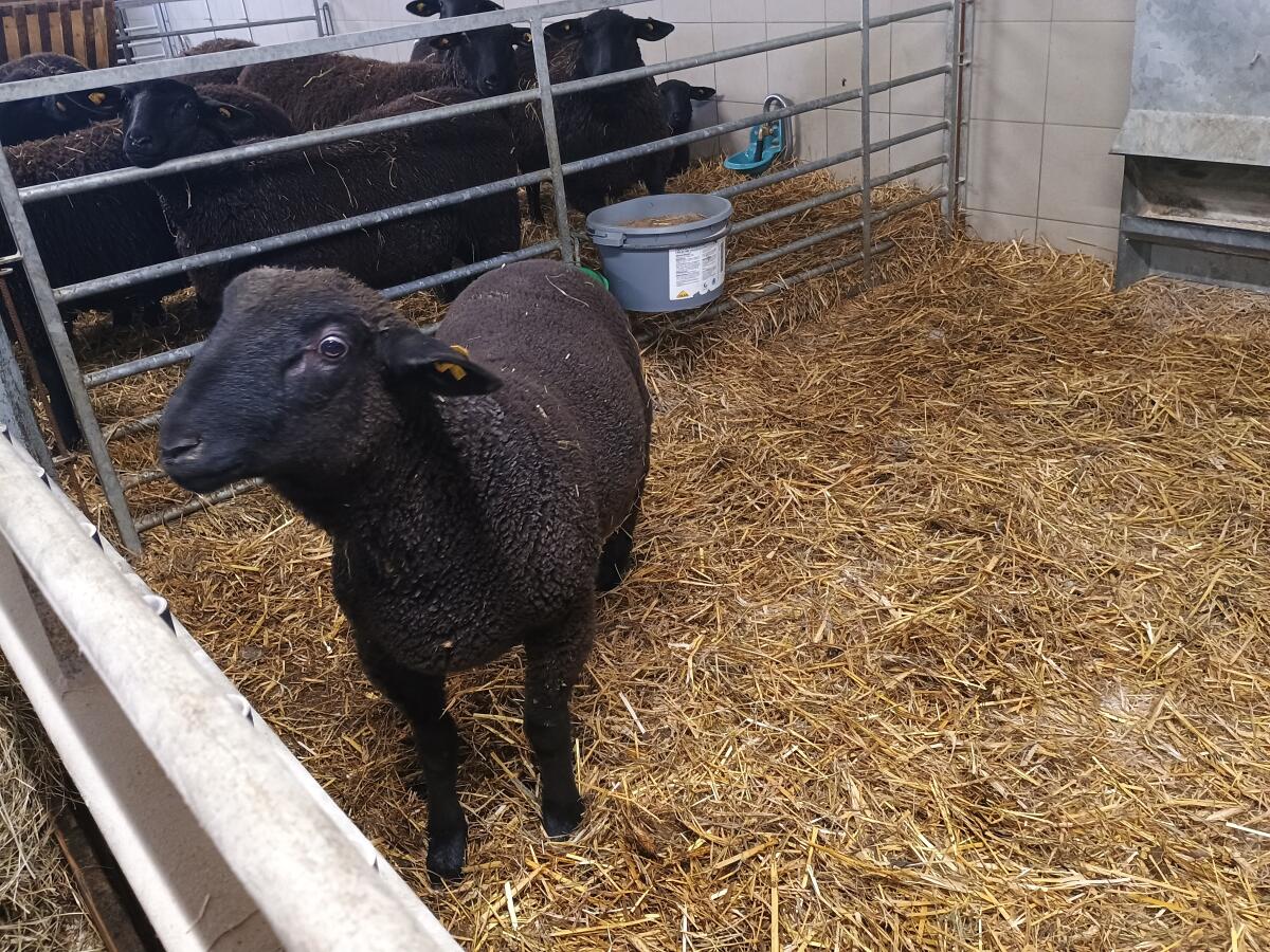 Bio Jura Lamm männlich 2