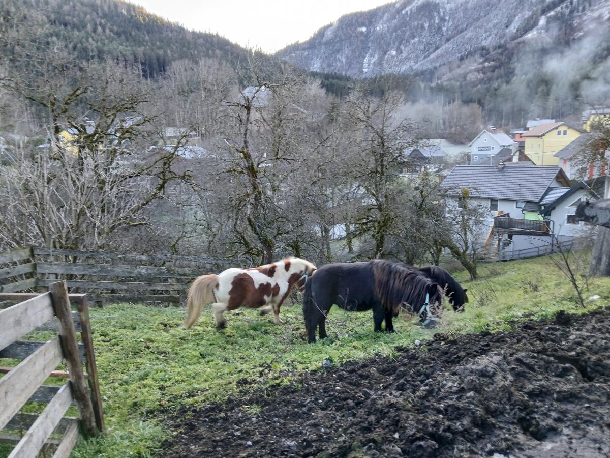 Ponywallach und Ponystute zu verkaufen. Beide mit Papieren 3