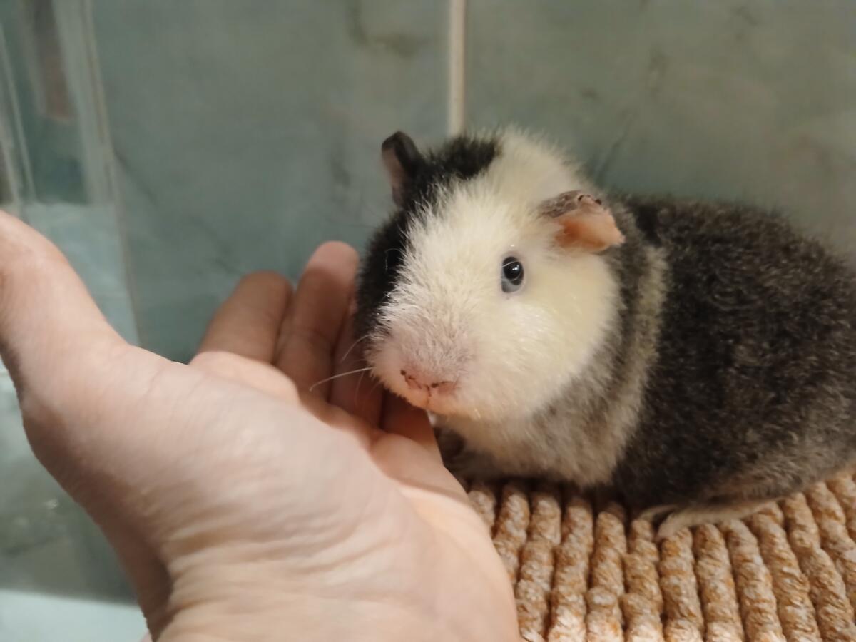 US Teddy Böcklein 3