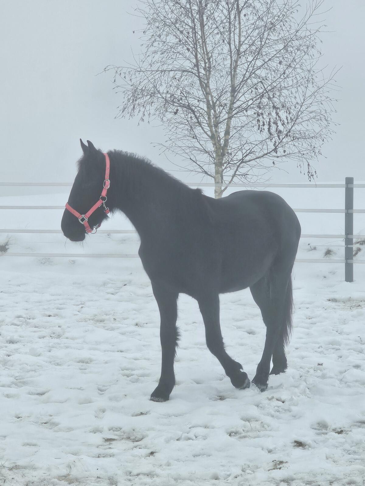 Verkaufe hübsche brave Friesenstute 2
