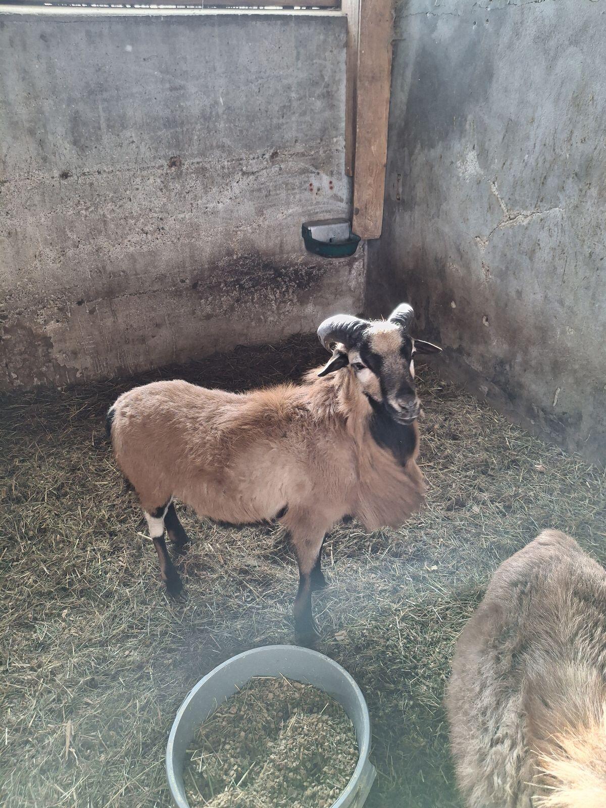 Kamerunschafbock, geboren März 2025 2