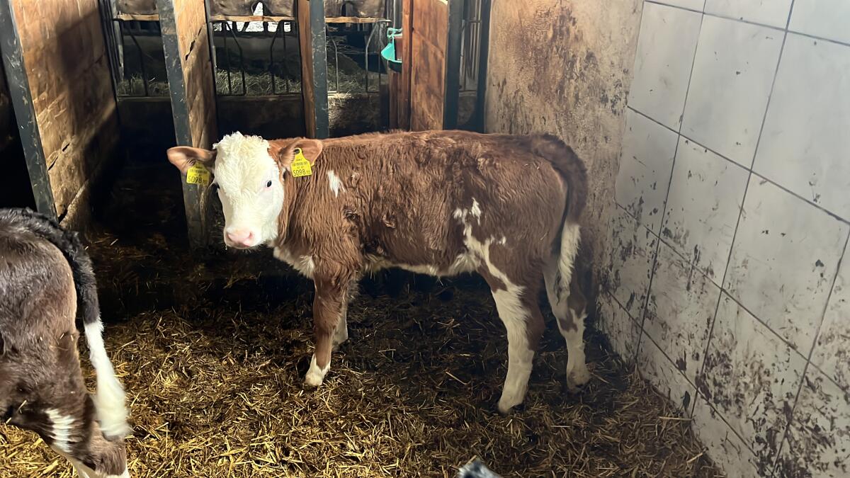 FL Zwillingskuhkälber Zuchtkälber 3