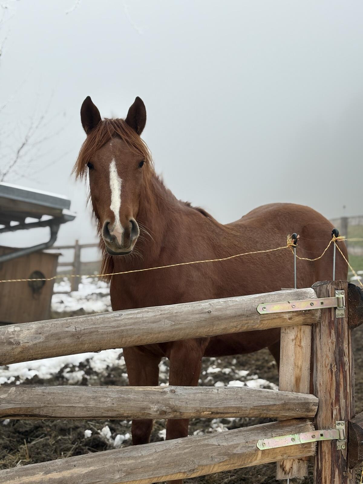 Neues Zuhause gesucht für Araber-Mix-Stute Orca 3