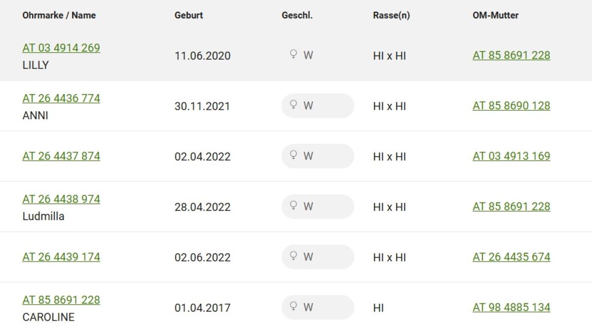 Hochlandrinder Kühe 2