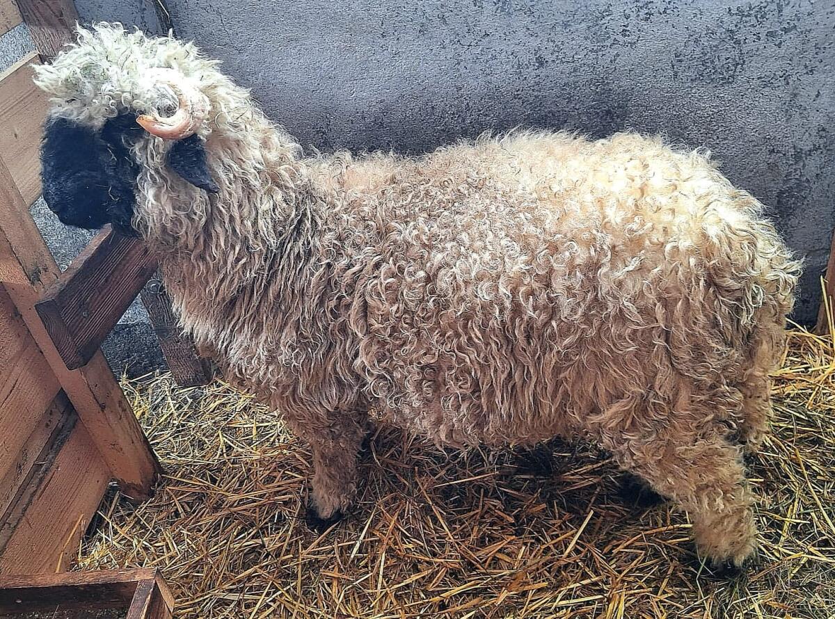 Verkaufe Schwarznasenlamm 3