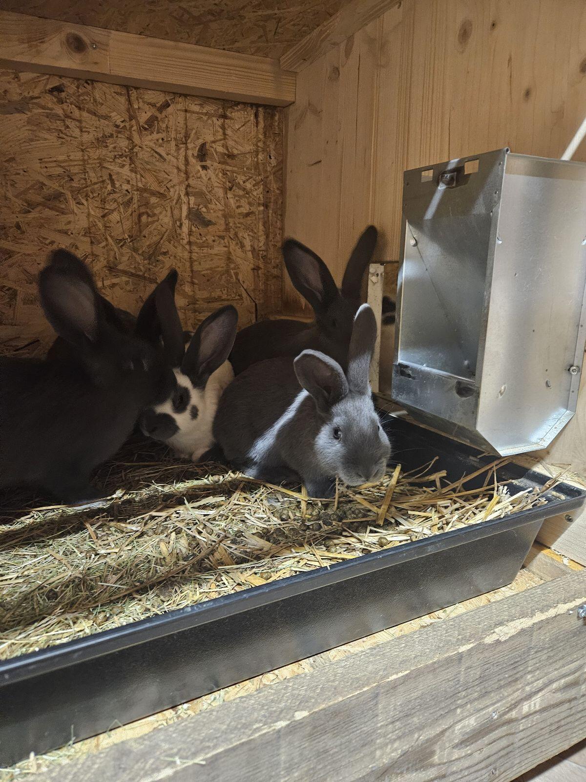 Reinrassige Deutsche Riesenschecken 2