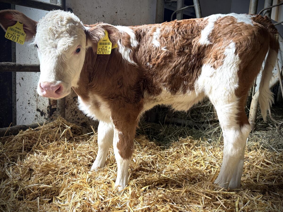 BIO FV Kuh-Kalb (gen. hornlos) 3