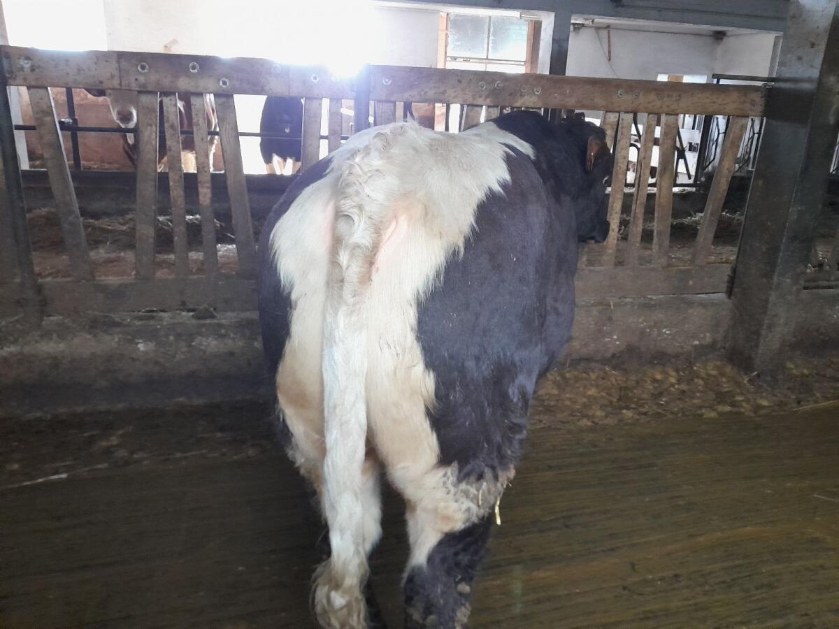 Pinzgauer Deckstier 3