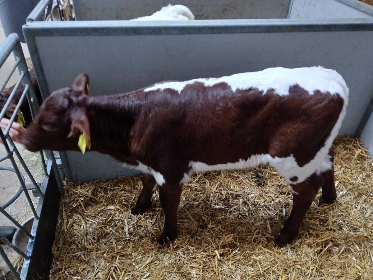 Original Pinzgauer Zuchtkälber BIO 2