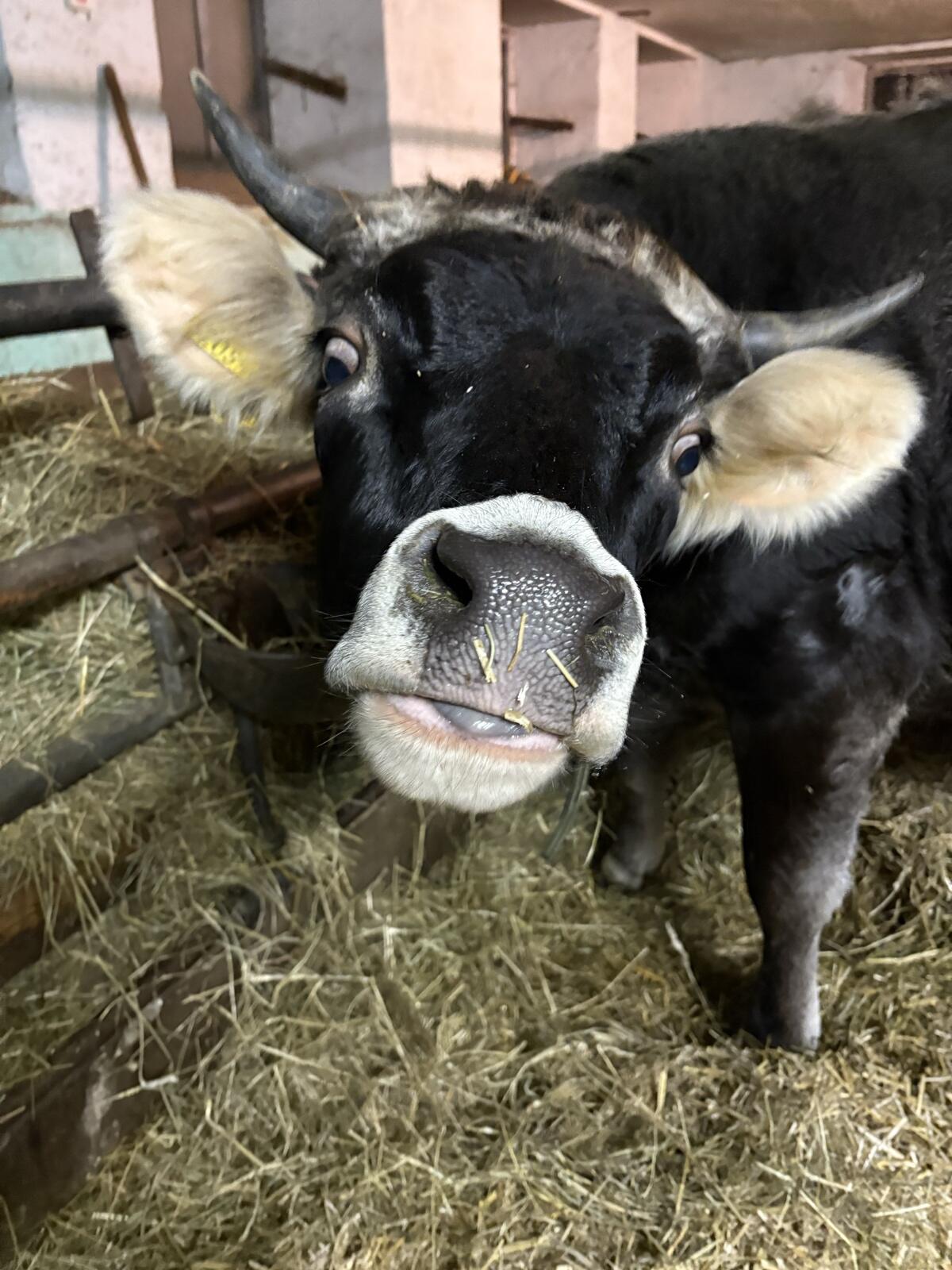 Tiroler Grauviehkalbin 2