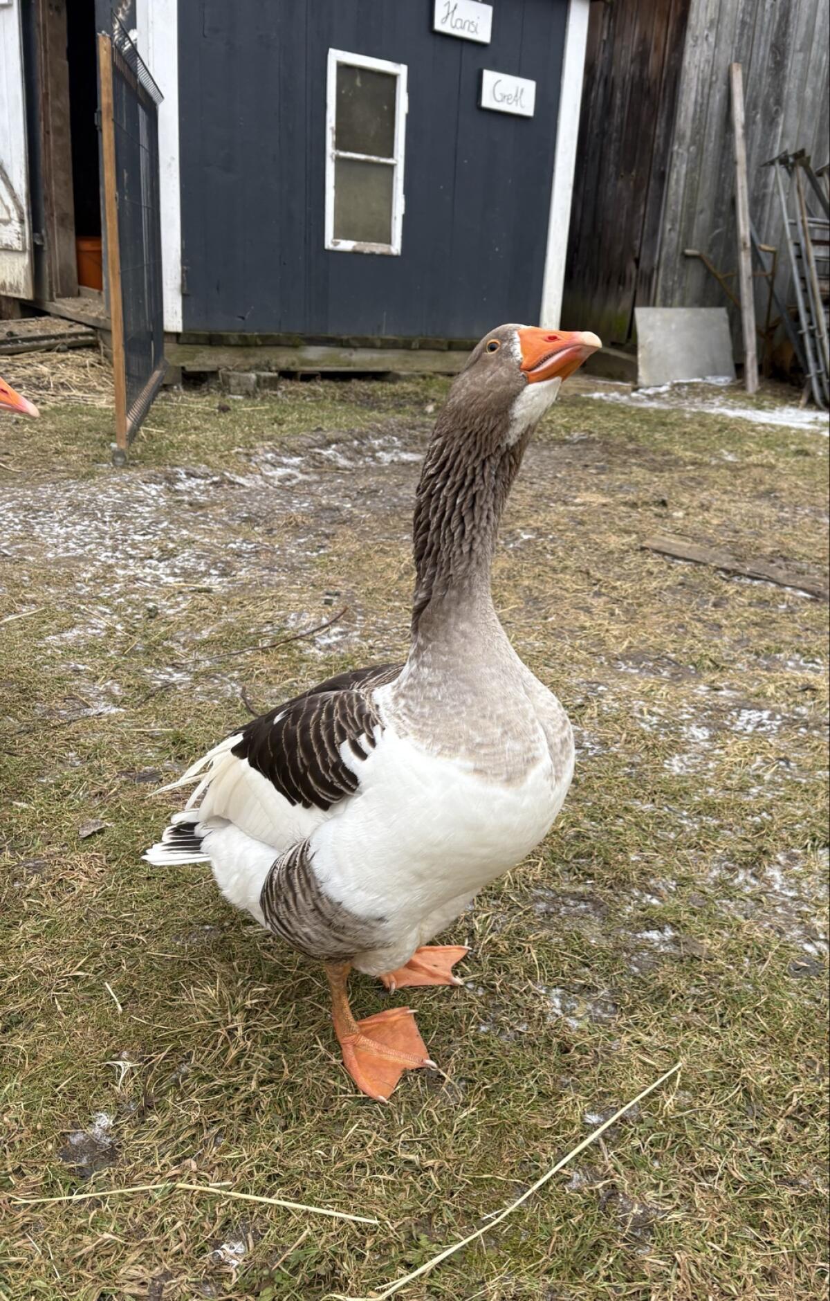 Ganter (Pommerngans) 2