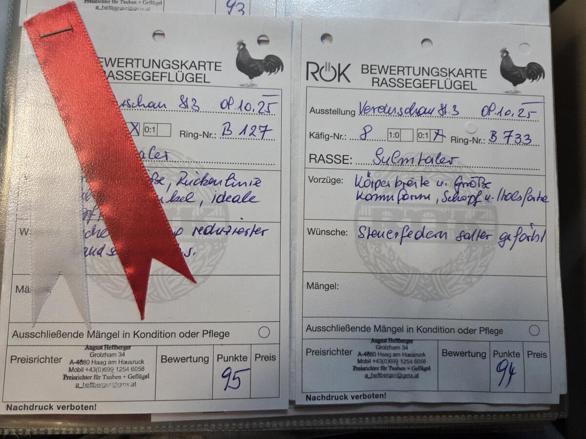 Bruteier Sulmtaler Gold-weizenfärbig 3