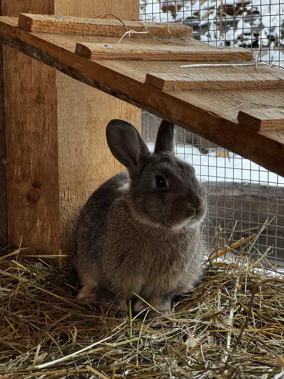 3 wildfarbene Zwergkaninchen zu vergeben 3