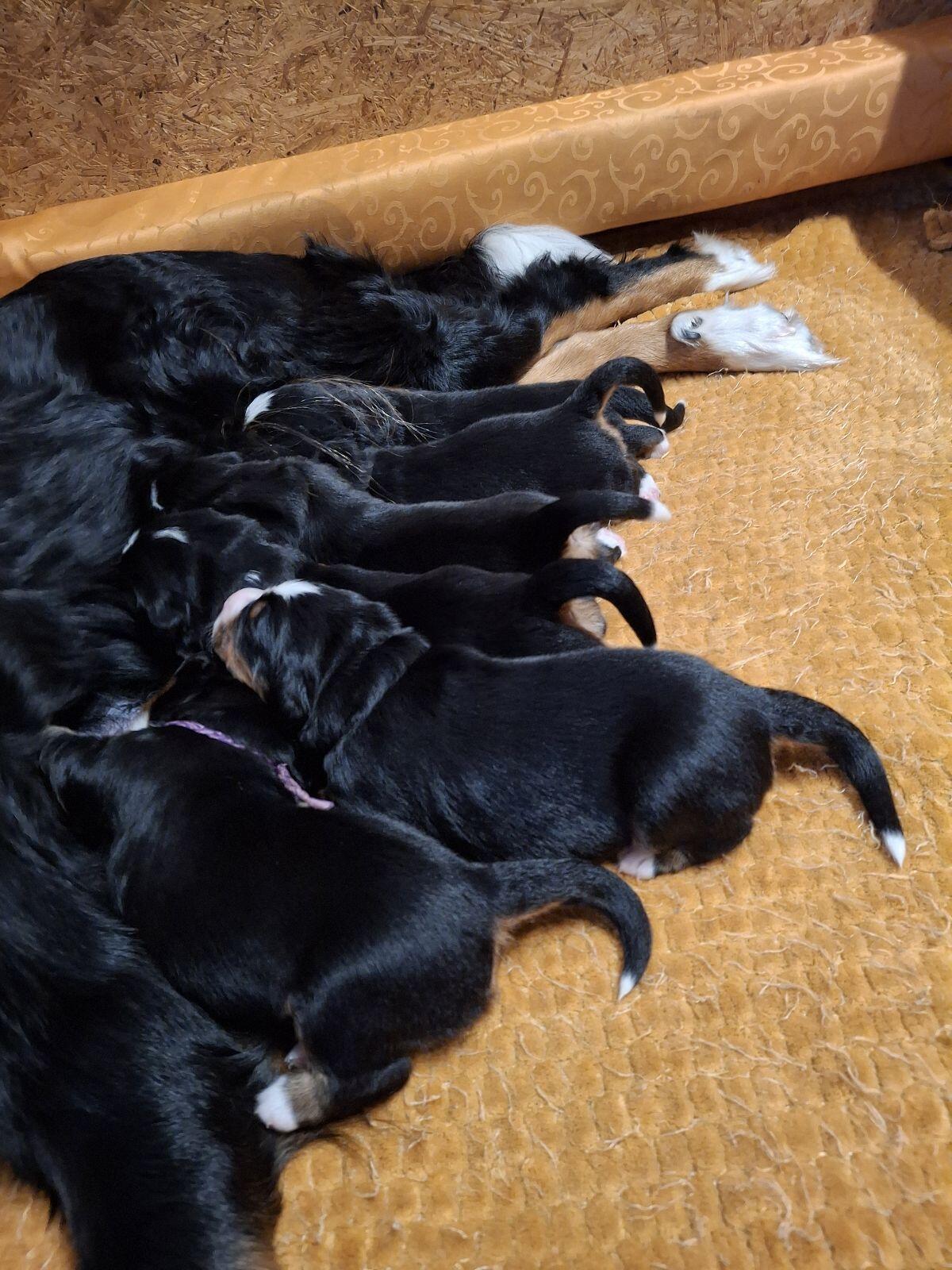 Berner Sennen Welpen 2