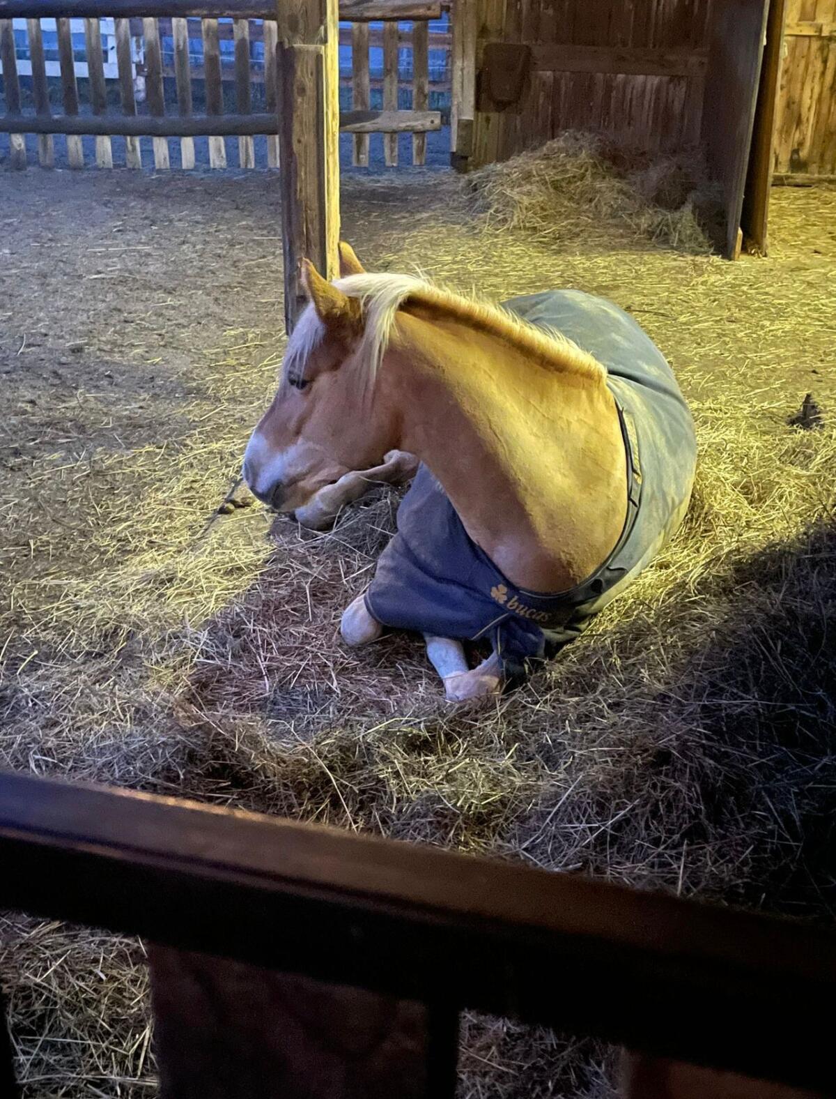Tolle Haflinger Stute 3