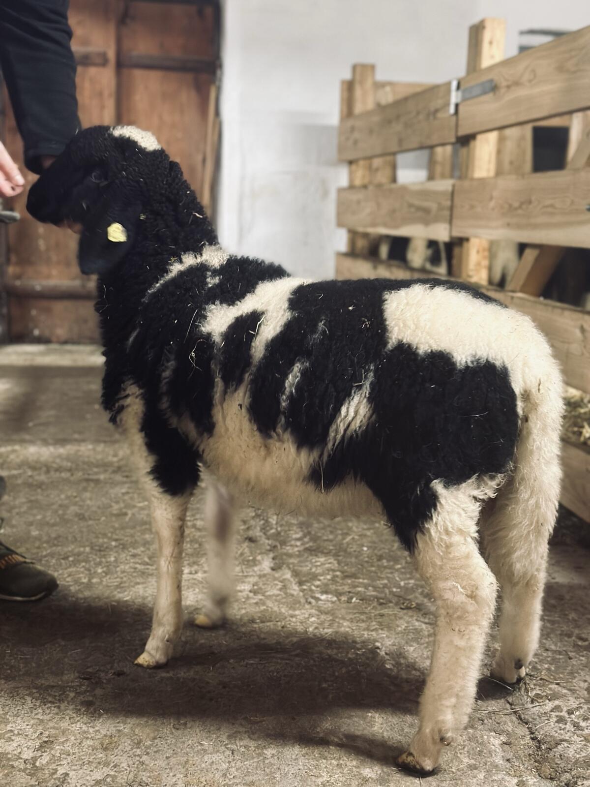 Gechecktes Bergschaf-Bocklamm 2