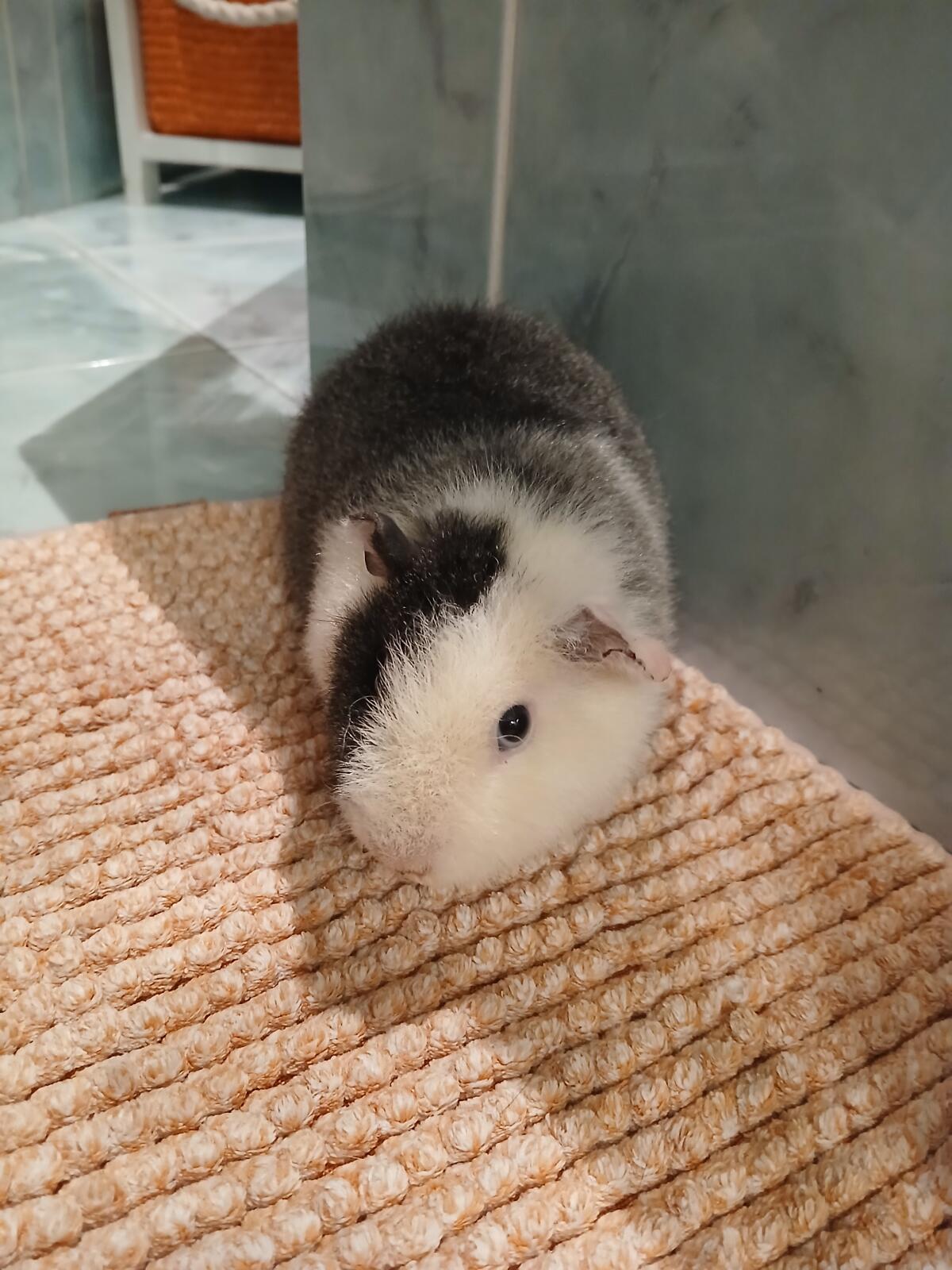 US Teddy Böcklein 2