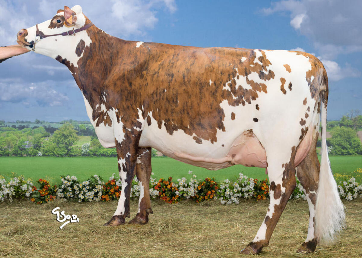 Das Normande Rind, der Garant für höchste Wirtschaftlichkeit! 1